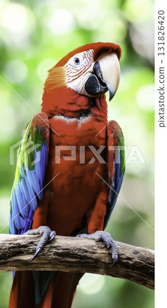 Colorful Macaw on a Branch with Lush Green Background in Tropical Setting 131826420