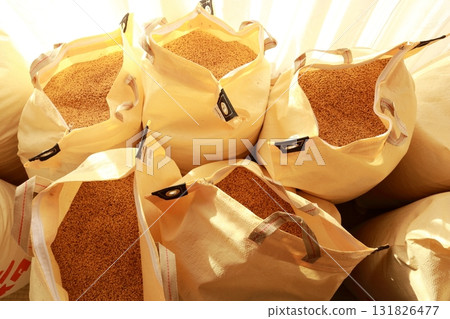 Newly harvested rice is threshed and gently dried in the sun on the veranda, just like in the old days. Newly harvested rice is threshed and gently dried in the sun on the veranda, just like in the old days. 131826477