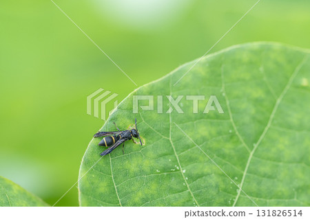 Catfly Drool 131826514