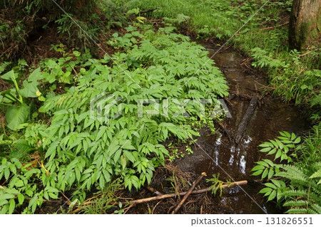 Elatostema umbellata, a wild vegetable that grows in mountain swamps Elatostema umbellata, a wild vegetable that grows in mountain swamps 131826551