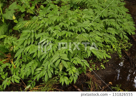 Elatostema umbellata, a wild vegetable that grows in mountain swamps Elatostema umbellata, a wild vegetable that grows in mountain swamps 131826555