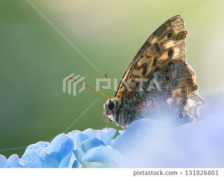 Kitateta吸煙花蜂蜜 Kitateta吸煙花蜂蜜 131826801