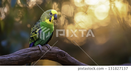 Colorful Parakeet Perched on Branch with Blurred Background in Warm Sunset Light 131827137