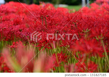 Mandarin saixa 131827185