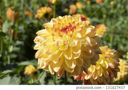 大麗花花 131827437