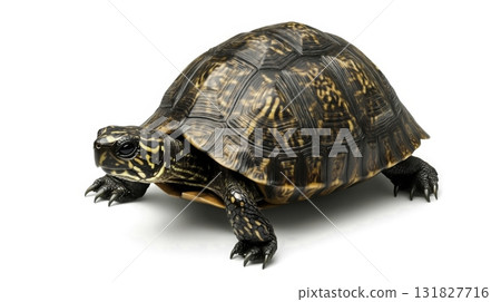 Captivating Close-Up of a Beautiful Turtle with Intricate Shell Patterns Against a White Background 131827716