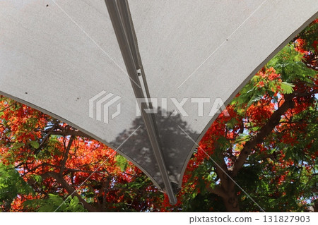 Sun shelter in a city park on the Mediterranean coast. 131827903