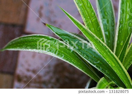 Home garden 131828075