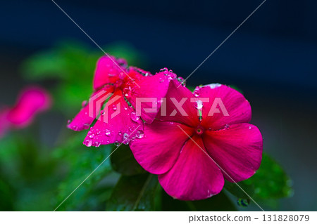 Home garden Home garden 131828079