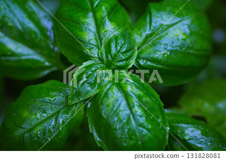 Home garden Home garden 131828081