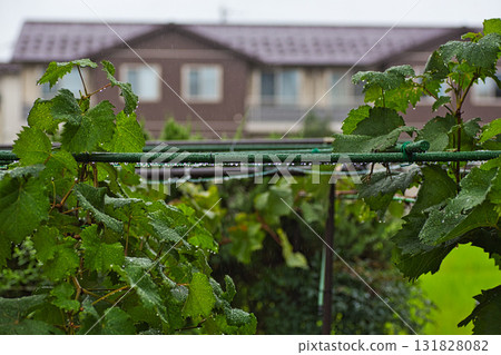 Home garden Home garden 131828082