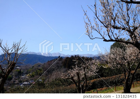 透過白梅花看到的丹澤山脈[相模原市津久井，3月] 131828435