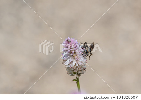 一般地面黃蜂正在吸食酢漿草植物的花蜜 一般地面黃蜂正在吸食酢漿草植物的花蜜 131828507