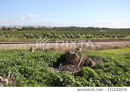 Close-up of the railway in Israel. Close-up of the railway in Israel. 131828639