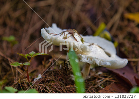 Autumn at Ichijodani Asakura Clan Ruins Autumn at Ichijodani Asakura Clan Ruins 131828727