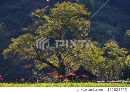 Autumn at Ichijodani Asakura Clan Ruins 131828735