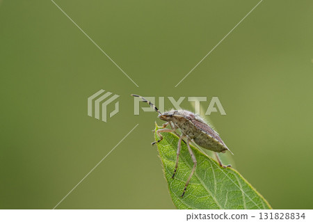 Bee whale bug Bee whale bug 131828834