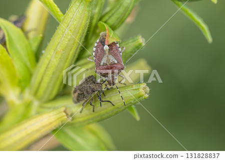 Spotted stink bug adults and larvae 131828837