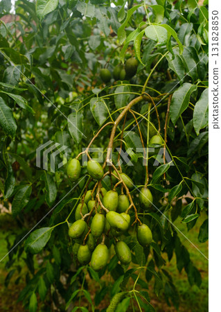 Clusters of yellow mombin fruit hanging from lush green branches in the garden on a cloudy day 131828850