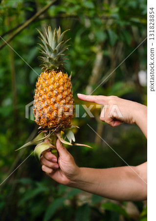 Person points at ripe pineapple while holding it in a lush green garden during daytime showcasing the vibrant colors and natural surroundings Person points at ripe pineapple while holding it in a lush green garden during daytime showcasing the vibrant colors and natural surroundings 131828854