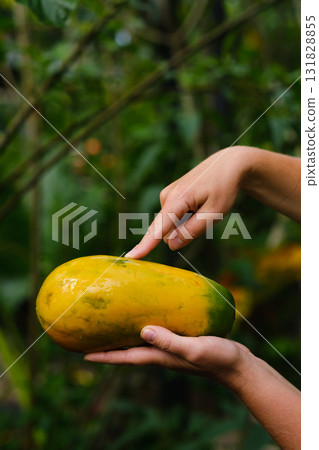 Hands holding a ripe papaya in a lush garden during a sunny day showcasing fresh tropical produce and nature's bounty to emphasize healthy living 131828855