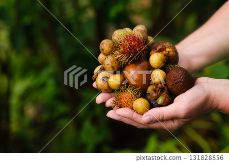 Colorful assortment of tropical fruits held in hands at a garden during daylight in a lush, green environment Colorful assortment of tropical fruits held in hands at a garden during daylight in a lush, green environment 131828856