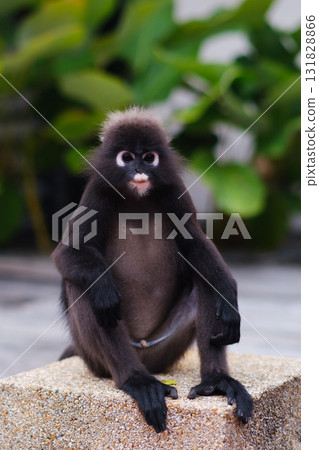 During the day, a cute bespectacled monkey sits on a rock surrounded by green plants in a peaceful outdoor environment. 131828866