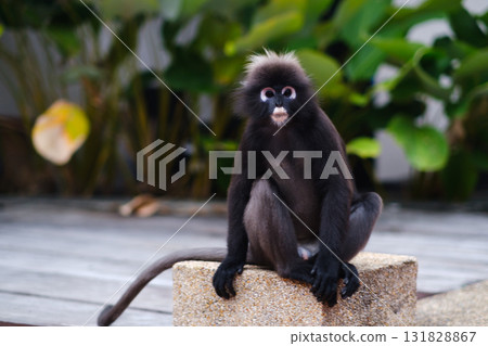 A bespectacled Monkey sits on a rock in a garden surrounded by lush greenery, enjoying the tranquility under the warm afternoon sun. A bespectacled Monkey sits on a rock in a garden surrounded by lush greenery, enjoying the tranquility under the warm afternoon sun. 131828867
