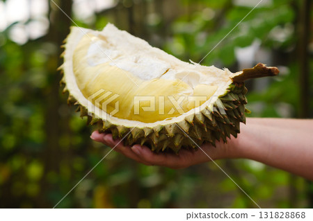 Freshly opened durian fruit held in hand, showcasing its unique yellow flesh in a lush, tropical garden setting 131828868