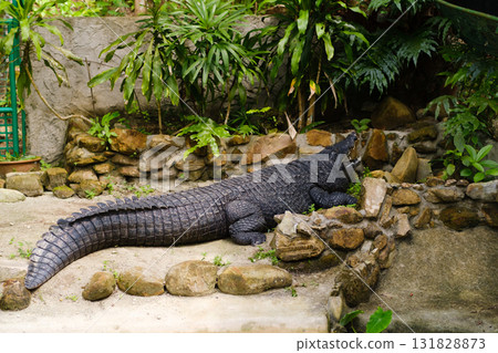 Large crocodile resting on stones in a tropical garden surrounded by lush green plants and natural sunlight 131828873