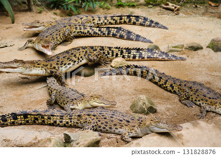 Crocodiles resting together in a natural habitat setting during the daytime in a tropical environment with lush vegetation and warm sunlight 131828876
