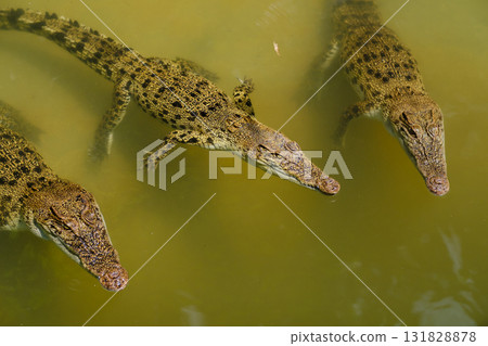 Three crocodiles swimming in murky water near a riverbank during daylight hours in a natural habitat environment 131828878