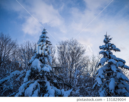積雪覆蓋的樹木 131829004