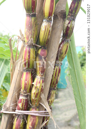 Rainbow Sugarcane farm on field Rainbow Sugarcane farm on field 131829017