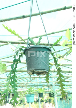 Selenicereus anthonyanus leaf plant on pot 131829033