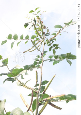 Senna occidentalis flower plant on forest Senna occidentalis flower plant on forest 131829034