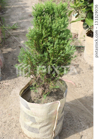 Sawara cypress tree on farm 131829036