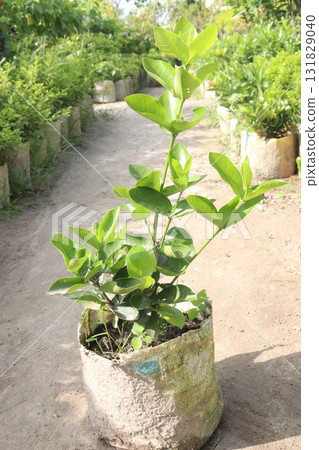 Lemons on tree in farm for harvest 131829040