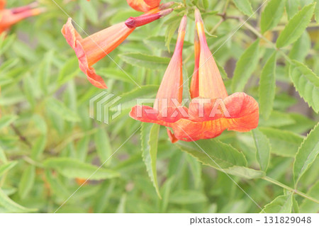 Trumpet vine flower plant on nursery Trumpet vine flower plant on nursery 131829048