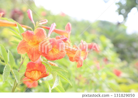 Trumpet vine flower plant on nursery Trumpet vine flower plant on nursery 131829050