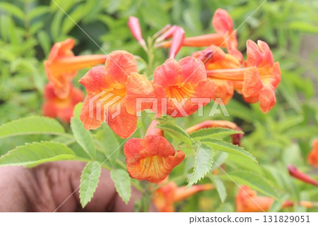 Trumpet vine flower plant on nursery Trumpet vine flower plant on nursery 131829051