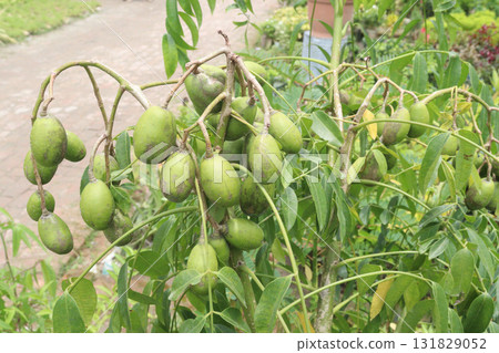 Spondias mombin on tree in nursery Spondias mombin on tree in nursery 131829052