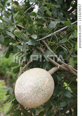 Wood-apple on tree in farm 131829057