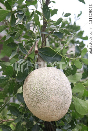 Wood-apple on tree in farm Wood-apple on tree in farm 131829058