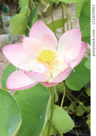 Nelumbo nucifera also called yellow lotus flower on pot 131829062