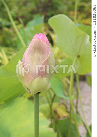 Nelumbo nucifera also called yellow lotus flower on pot Nelumbo nucifera also called yellow lotus flower on pot 131829063