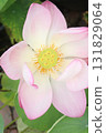 Nelumbo nucifera also called yellow lotus flower on pot 131829064