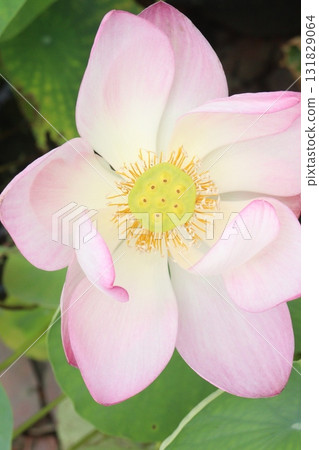 Nelumbo nucifera also called yellow lotus flower on pot Nelumbo nucifera also called yellow lotus flower on pot 131829064