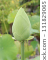 Nelumbo nucifera also called yellow lotus flower on pot 131829065
