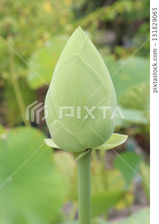 Nelumbo nucifera also called yellow lotus flower on pot Nelumbo nucifera also called yellow lotus flower on pot 131829065